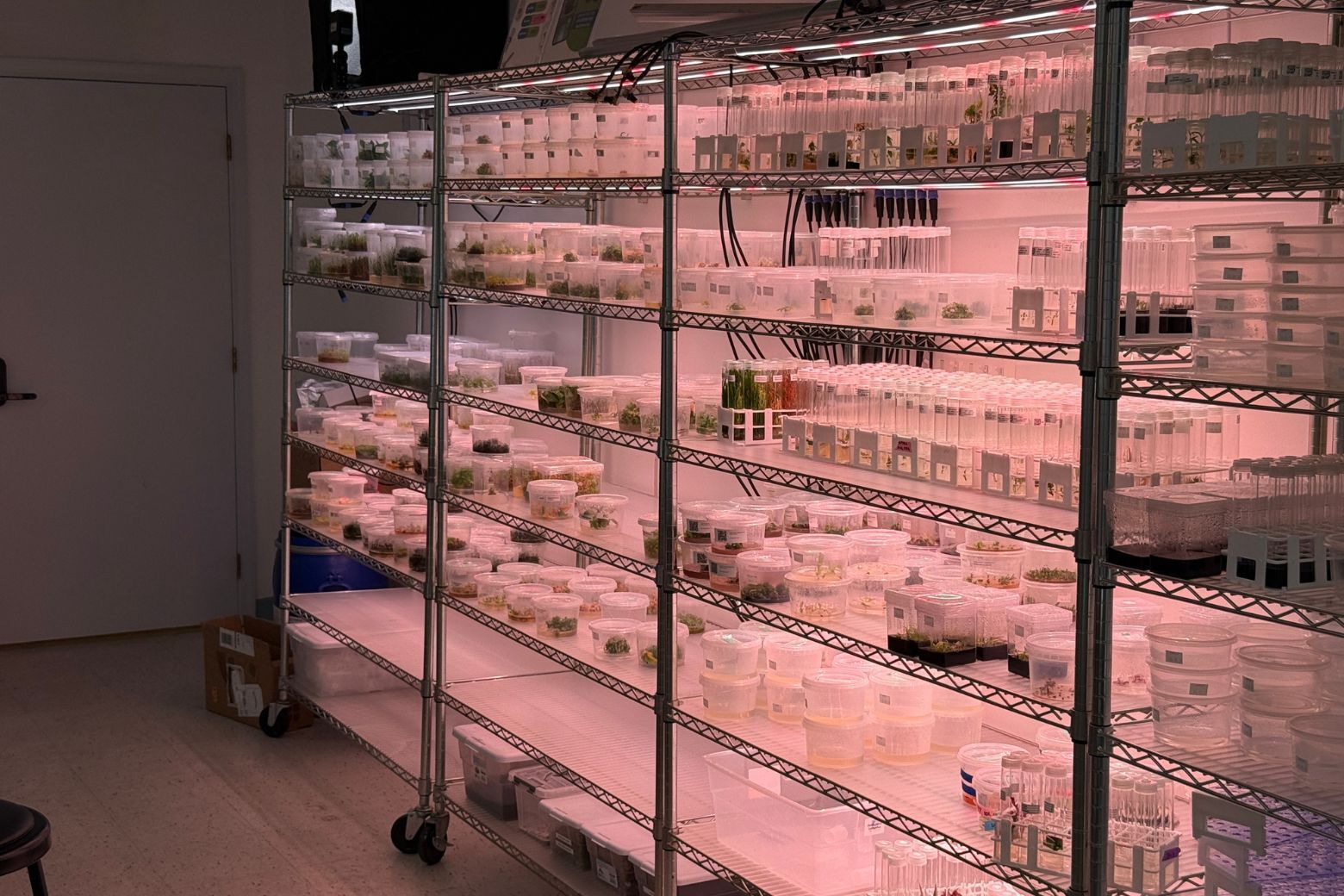 Whether they propagate the plant in a nutrient rich gel or their new more efficient bio rector, it allows nurseries to clone their bestselling plants. All they need is that nutrient-rich compound and a little bit of light.