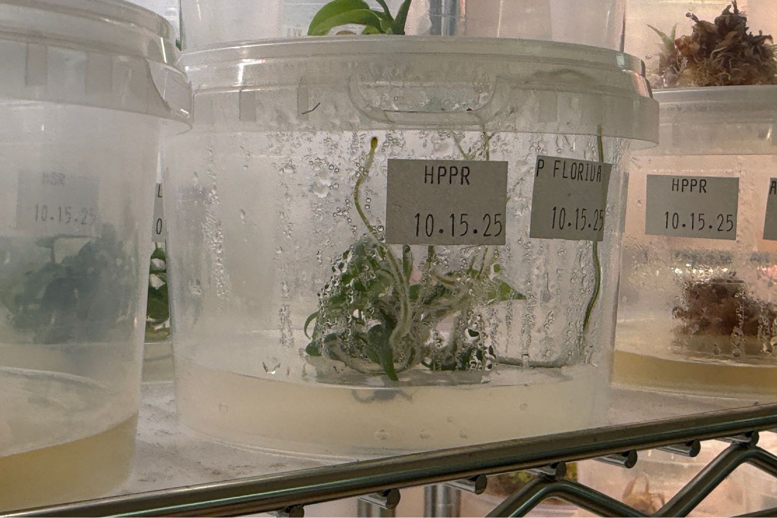 It allows these producers to give grocery store shoppers roughly the same size, same flavor and same nutritional composition every time.