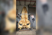 man stands next to giant whale bone