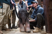 Smithsonian's National Zoo in DC welcomes newborn Asian elephant