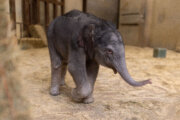 DC's new baby elephant has a name