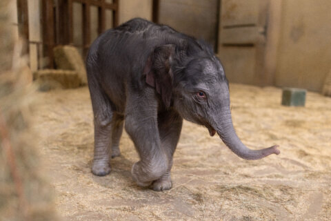 DC’s new baby elephant has a name