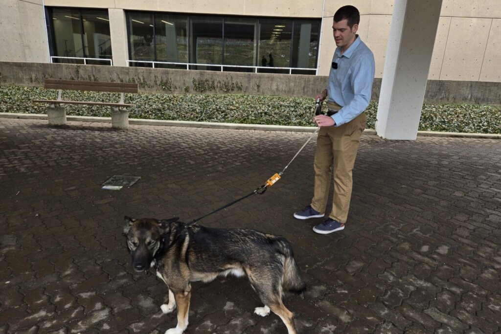 DC researchers look at the forces that can lead to dog-walking injuries