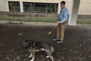 DC researchers look at the forces that can lead to dog-walking injuries