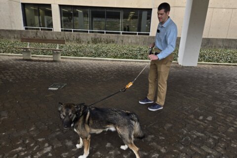 DC researchers look at the forces that can lead to dog-walking injuries