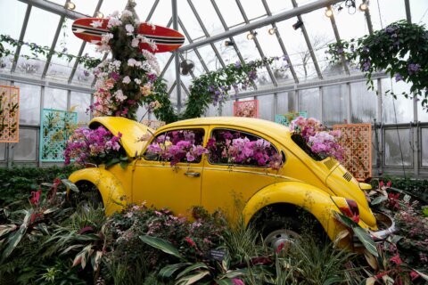 Photos of retro ’70s-themed orchids show in Chicago