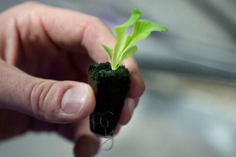 Backyard vegetable gardens are healthy for people and the planet. Here’s how to start yours