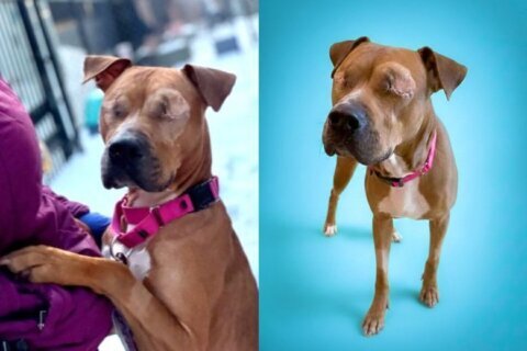 Meet Bedelia, a 4-year-old who’s known for her signature hugs