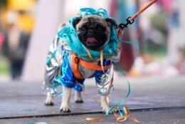 Bolivia Carnival Dogs