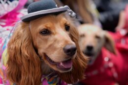 Bolivia Carnival Dogs