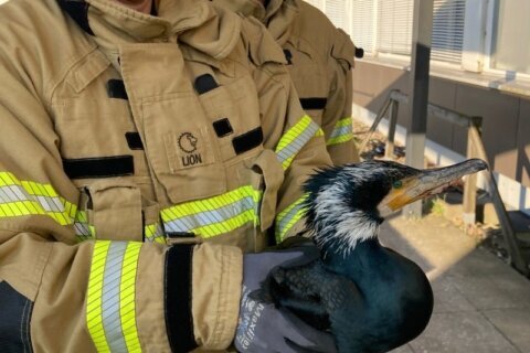 Injured seabird desperately pecks at hospital door for help