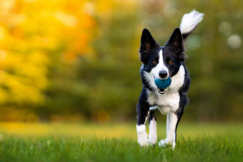 A black and white border collie runs along a green lawn with a blue ball in its mouth.