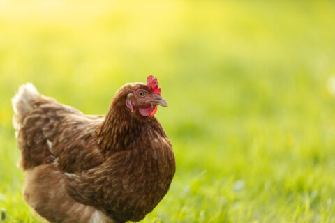Md. officials, chicken industry say annual bird flu activity is a ‘new normal’ for Eastern Shore
