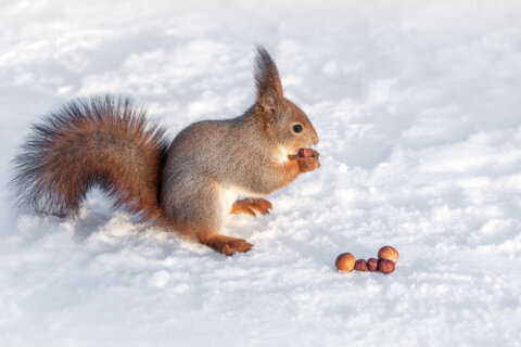 squirrel in the snow