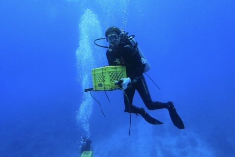 Mapping the genetic code of ocean life at the Smithsonian