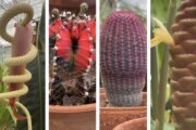 collage image of plants in greenhouse