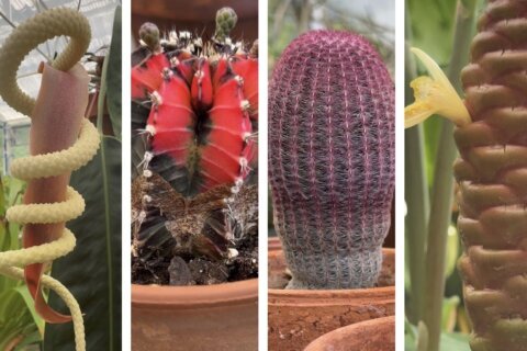 This Smithsonian greenhouse contains obscure and exotic plants from around the world