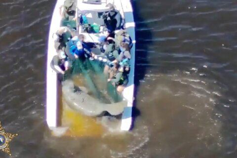 Injured mother manatee and calf are rescued in Florida and taken to SeaWorld