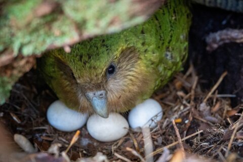 A bumper berry harvest has New Zealand’s weird flightless parrot in a rare mood for romance
