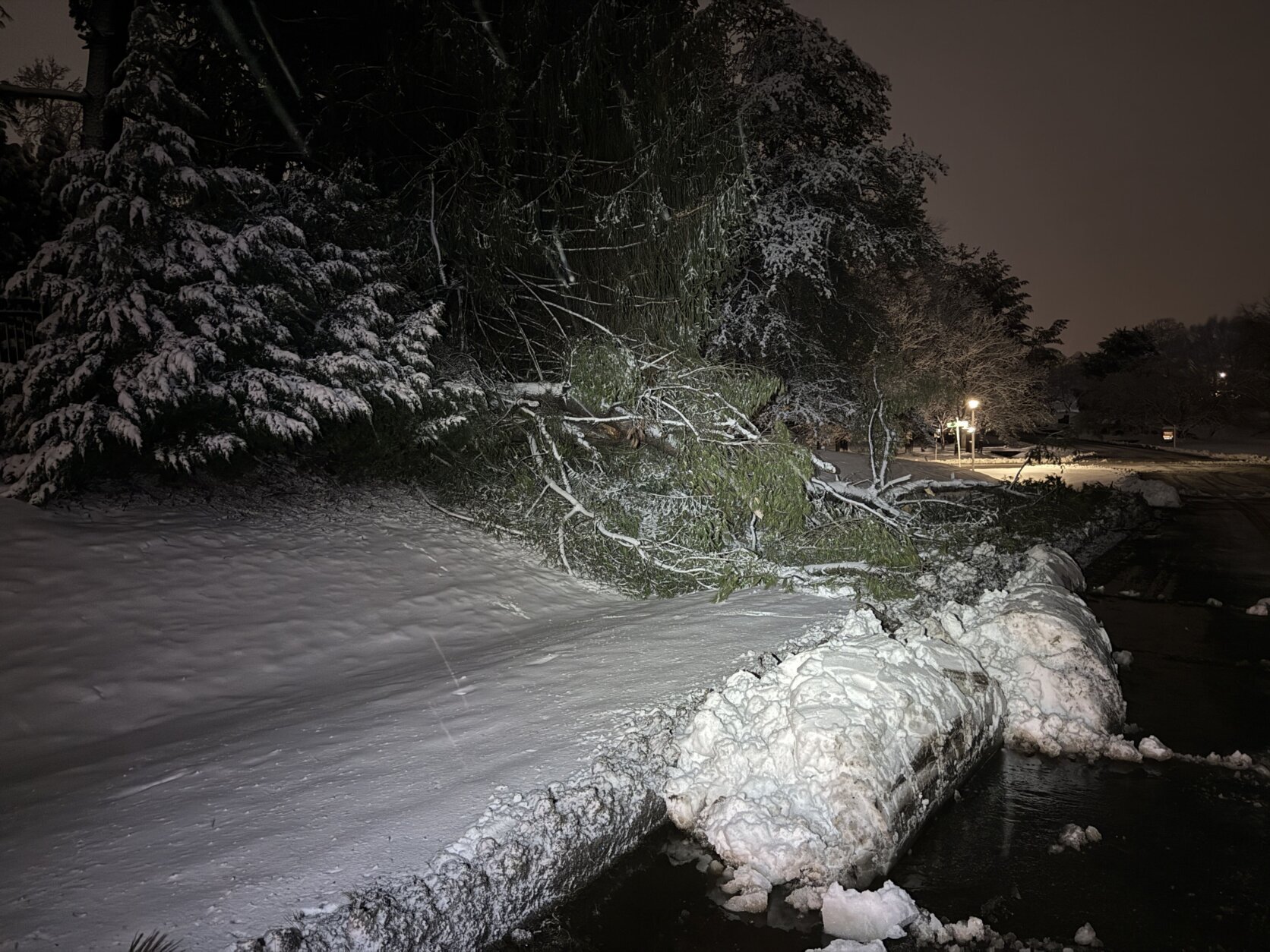 Tree down after snowstorm on Sunday.