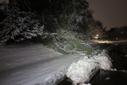 Tree down after snowstorm on Sunday.