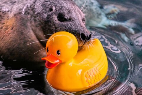 Reggae the seal uses rubber ducks for daily enrichment training at Boston aquarium