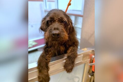 Meet Spaghetti, a 5-year-old Giant Schnauzer mix with an expressive face