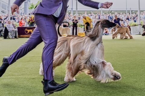 Dog Show 101: What to know about the 150th Westminster show