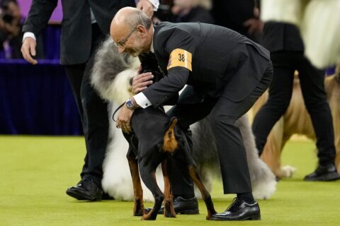 Penny the Doberman pinscher wins the 150th Westminster dog show