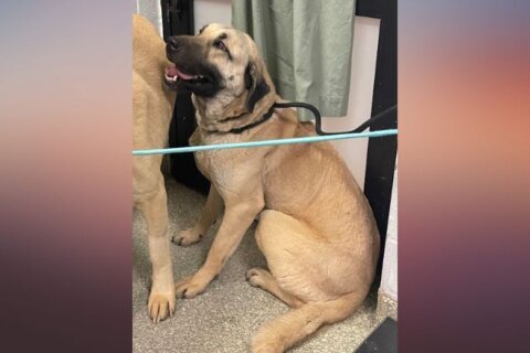 Meet Zora, an Anatolian Shepherd with lots of love to give