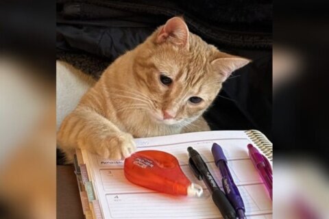 Meet Ari, a 1-year-old orange tabby who’s full of personality