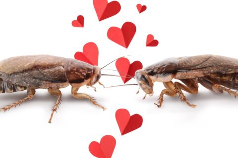 ¿Recuerdas a tu ex como una cucaracha? Cómo celebrar San Valentín si estás rencoroso