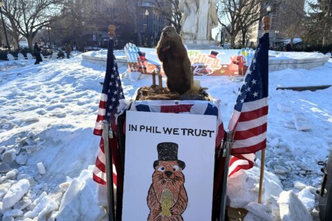‘In Phil we trust’: DC’s weather forecasting rodent makes Groundhog Day prediction