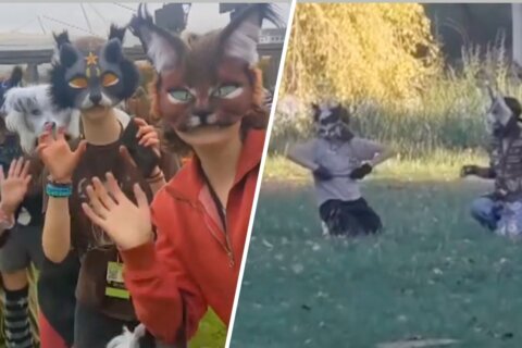 Los “therians”: la tendencia que se siente mitad humano, mitad animal