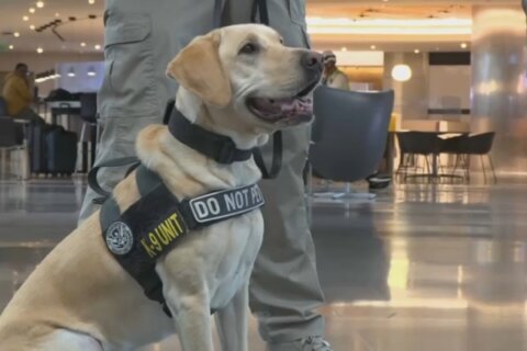 Al menos 60 perros policía hacen parte de la seguridad del Super Bowl