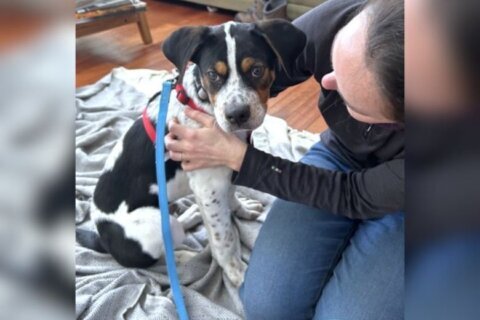 Meet Elmer, a puppy with great manners and a love for snow days