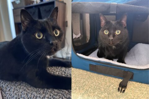 Meet Mittens and Puma, a pair of black cats with a lifelong bond