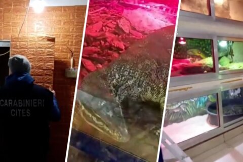 Anacondas, pitones y un caimán: policías hacen increíble hallazgo en sótano de una casa