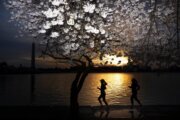 Cherry blossoms, 'No Kings,' March Madness — Downtown DC prepares for busy weekend