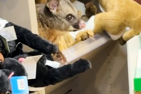 A real possum appears among plush toy animals in Australian airport gift shop