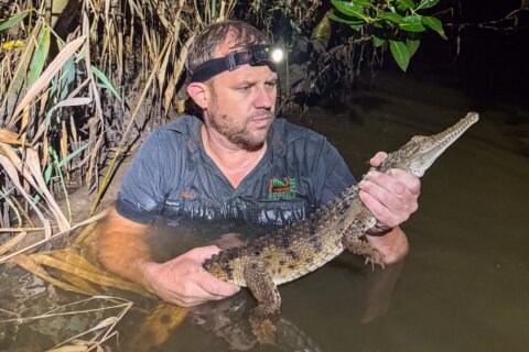 Crocodile caught in an Australian creek 1,200 miles from its tropical habitat