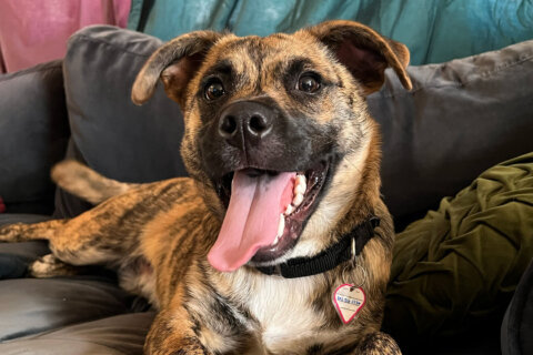 Meet Bennett, a terrier mix who’s a certified snuggle bug