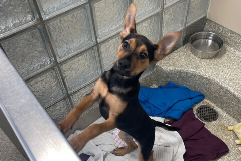 Meet Brocade, a playful pup filled with charm