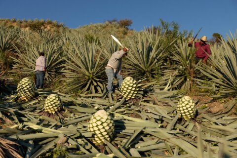 See how mezcal is made in Mexico