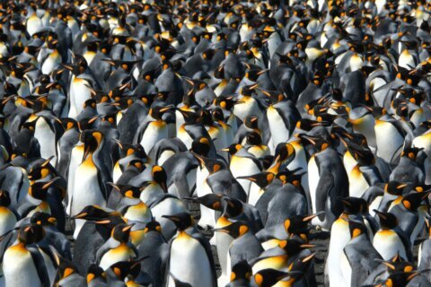 King penguins are the rare species benefiting from a warming world. But that could change