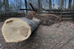 At Eric Larsen’s home in Derwood, Maryland, crews were cutting and hauling away a large white oak that fell during the storm on March 16, 2026.