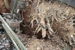While broken or dangling branches are obvious red flags, she said homeowners should pay attention to what is happening at the base of their trees as well. Uprooting could be a bad sign.
