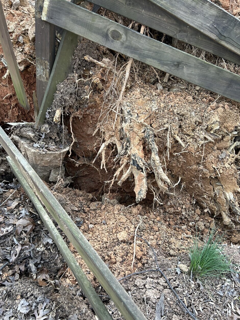 While broken or dangling branches are obvious red flags, she said homeowners should pay attention to what is happening at the base of their trees as well. Uprooting could be a bad sign.