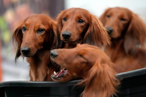 French bulldog frenzy may be cooling in US, but dachshunds are riding high