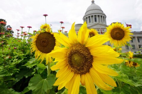 AP Decision Notes: What to expect in Arkansas’ primary runoff elections